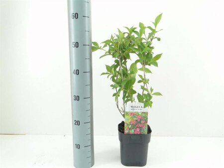 Weigela 'Bristol Ruby' 30-40 cm cont. 2,0L - afbeelding 3