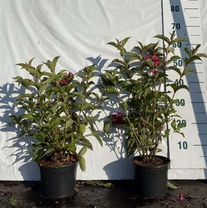 Weigela 'Bristol Ruby' 60-80 cm cont. 2,0L