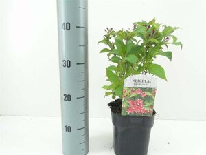 Weigela 'Red Prince' 30-40 cm cont. 2,0L - afbeelding 2