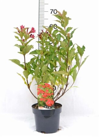 Weigela 'Red Prince' 40-50 cm cont. 3,0L - afbeelding 1