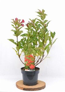 Weigela 'Red Prince' 40-50 cm cont. 3,0L - afbeelding 2