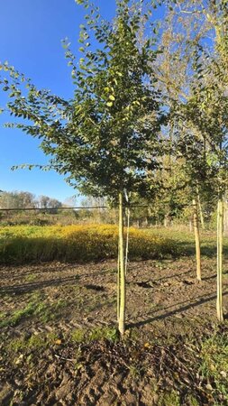 Zelkova serrata 20-25 Hoogstam draadkluit 3 X verplant