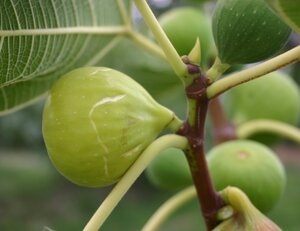 Ficus carica 150-175 cm draadkluit meerstammig - afbeelding 2