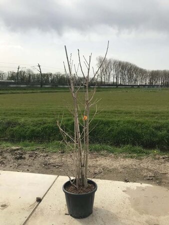 Ginkgo biloba 200-250 cm container meerstammig - afbeelding 1