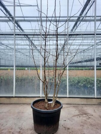 Ginkgo biloba 200-250 cm container meerstammig - afbeelding 2