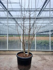 Ginkgo biloba 200-250 cm container meerstammig - afbeelding 2