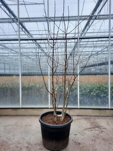 Ginkgo biloba 200-250 cm container meerstammig - afbeelding 3