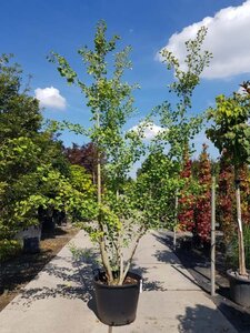 Ginkgo biloba 300-350 cm container meerstammig - afbeelding 1