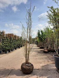 Ginkgo biloba 300-350 cm container meerstammig - afbeelding 2