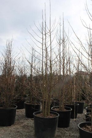 Ginkgo biloba 350-400 cm cont. 350L meerstammig