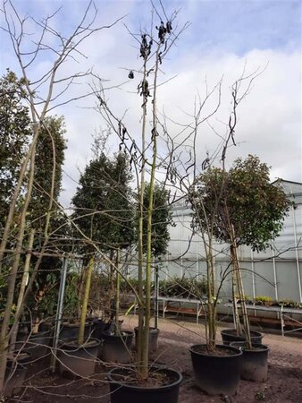 Gleditsia triacanthos inermis 450-500 cm container meerstammig - afbeelding 3