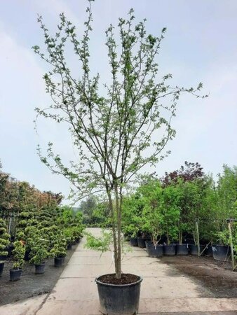 Gleditsia triacanthos inermis 450-500 cm container meerstammig - afbeelding 1