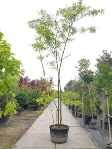 Gleditsia triacanthos inermis 450-500 cm container meerstammig - afbeelding 5