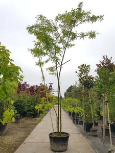 Gleditsia triacanthos inermis 450-500 cm container meerstammig - afbeelding 6