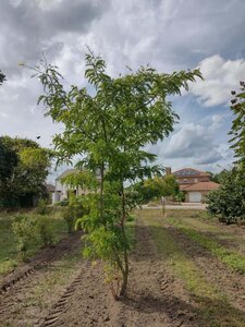 Gleditsia triac. 'Sunburst' 350-400 cm draadkluit meerstammig