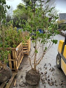 Heptacodium miconioides 200-225 cm draadkluit meerstammig