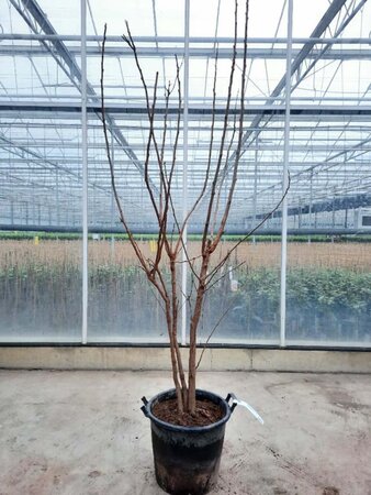 Koelreuteria paniculata 175-200 cm container meerstammig - afbeelding 1