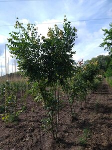 Koelreuteria paniculata 200-250 cm met kluit meerstammig