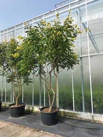 Koelreuteria paniculata 300-350 cm container meerstammig