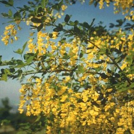 Laburnum anagyroides 300-350 cm container meerstammig