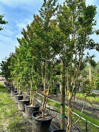 Lagerstroemia indica 300-350 cm container meerstammig - afbeelding 1