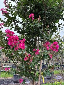 Lagerstroemia indica 300-350 cm container meerstammig - afbeelding 2