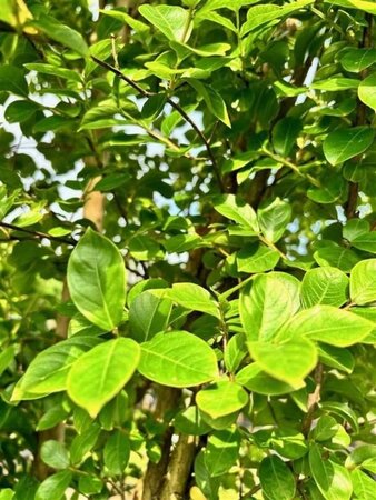 Lagerstroemia indica 300-350 cm container meerstammig - afbeelding 3