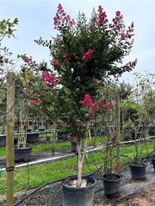 Lagerstroemia indica 300-350 cm container meerstammig - afbeelding 4