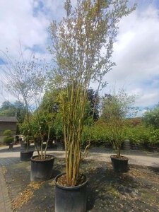 Lagerstroemia indica 450-500 cm container meerstammig - afbeelding 7