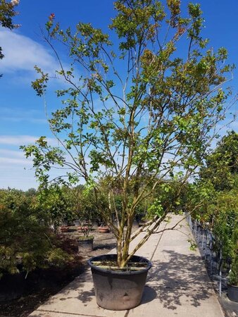 Lagerstroemia indica 450-500 cm container meerstammig - afbeelding 2