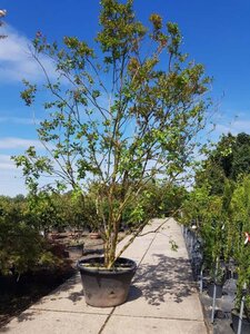 Lagerstroemia indica 450-500 cm container meerstammig - afbeelding 3