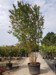 Lagerstroemia indica 450-500 cm container meerstammig - afbeelding 5