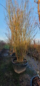 Lagerstroemia indica 450-500 cm container meerstammig - afbeelding 9