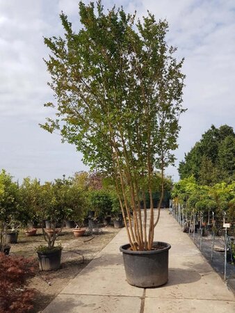 Lagerstroemia indica 450-500 cm container meerstammig - afbeelding 6