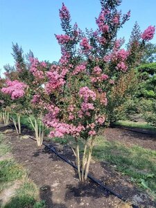 Lagerstroemia 'Tuscarora' 150-175 cm cont. 35L meerstammig