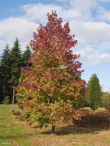 Liquidambar s. 'Worplesdon' 250-300 cm container meerstammig - afbeelding 1