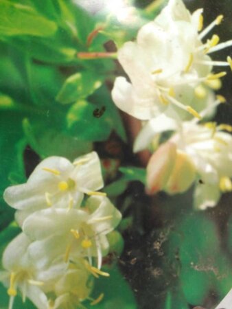 Lonicera fragrantissima 70 cm vierkant 2L - afbeelding 1