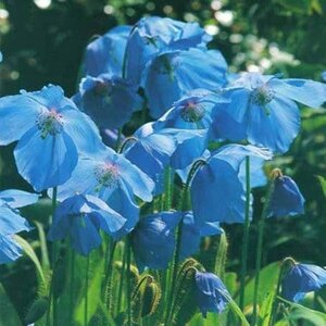 Meconopsis betonicifolia geen maat specificatie 0,55L/P9cm