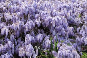 Wisteria sinensis 350-400 cm draadkluit - afbeelding 3