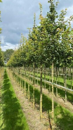 Acer campestre 'Elsrijk' 12-14 Hoogstam draadkluit 2 X verplant