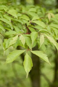 Acer cissifolium 14-16 Hoogstam draadkluit 2 X verplant - afbeelding 2