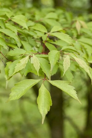 Acer cissifolium 300-350 cm draadkluit solitair - afbeelding 2