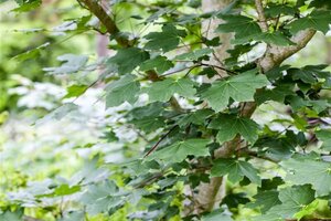 Acer cappadocicum 'Rubrum' 12-14 Hoogstam draadkluit 2 X verplant