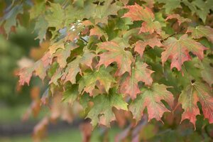 Acer saccharum 20-25 Hoogstam draadkluit 4 X verplant - afbeelding 2