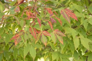 Acer saccharum 20-25 Hoogstam draadkluit 4 X verplant - afbeelding 3