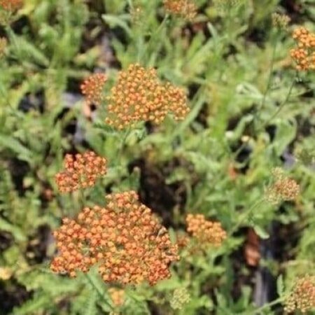 Achillea 'Feuerland' geen maat specificatie 0,55L/P9cm - afbeelding 1