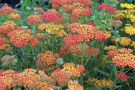 Achillea 'Feuerland' geen maat specificatie 0,55L/P9cm - afbeelding 2