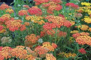 Achillea 'Feuerland' geen maat specificatie 0,55L/P9cm - afbeelding 2