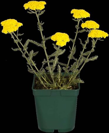 Achillea filipendulina geen maat specificatie 0,55L/P9cm - afbeelding 1