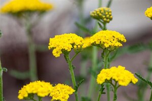 Achillea filipendulina geen maat specificatie 0,55L/P9cm - afbeelding 2